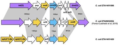 Genome Comparison of Erythromycin Resistant Campylobacter from Turkeys Identifies Hosts and Pathways for Horizontal Spread of erm(B) Genes